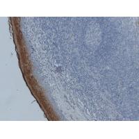 Annexin A1 1B1 mouse Monoclonal Antibody