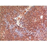 Caspase-3 Mouse Monoclonal Antibody4B8