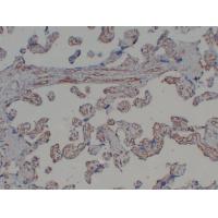 CD31 Mouse Monoclonal AntibodyPT0034