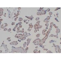 CD31 Mouse Monoclonal AntibodyPT0034