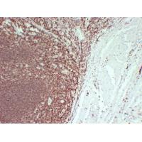 CD45 2F1 mouse Monoclonal Antibody