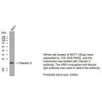 Claudin 3 Monoclonal Antibody PT0111