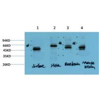 Gamma Tubulin Mouse Monoclonal Antibody7B1