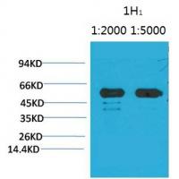 Rubisco Large Chain Monoclonal Antibody1H1