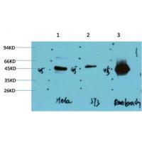 GSK3β Mouse Monoclonal Antibody2C6