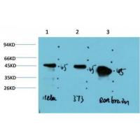 GSK3β Mouse Monoclonal Antibody4D2