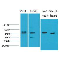 Smad3 Monoclonal Antibody8B5