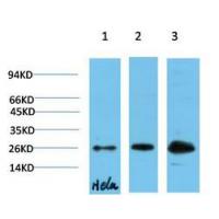 HP1-γ Mouse Monoclonal Antibody4F4