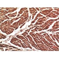 VE-Cadherin Mouse Monoclonal Antibody8E5