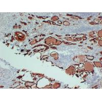 TPO 2G2 mouse Monoclonal Antibody