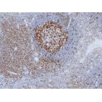 PD-1 AS1A13 mouse Monoclonal Antibody