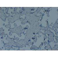 p57kip2 Monoclonal Antibody PT0206