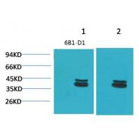 P44/42 MAPK ERK1/2 Monoclonal Antibody6B1