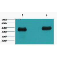 Plant actin Monoclonal Antibody2E3