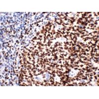 Oct-2 Monoclonal Antibody PT0202