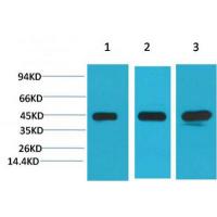 MEK-2 Monoclonal Antibody7D11