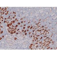 MUC6 Monoclonal Antibody PT0177