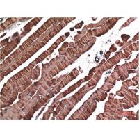 Muscle actin Mouse Monoclonal Antibody1E9