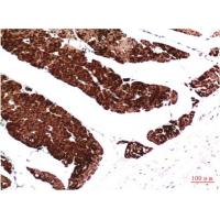 Muscle actin Mouse Monoclonal Antibody1E9