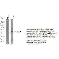 MyoD1 Mouse Monoclonal AntibodyPT0188