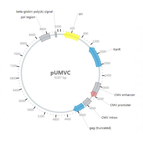 pUMVC