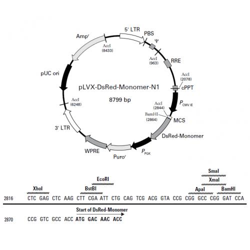 pLVX-DsRed-Monomer-N1