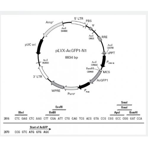 pLVX-AcGFP1-N1