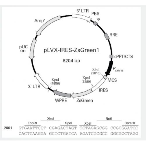 pLVX-IRES-ZsGreen1