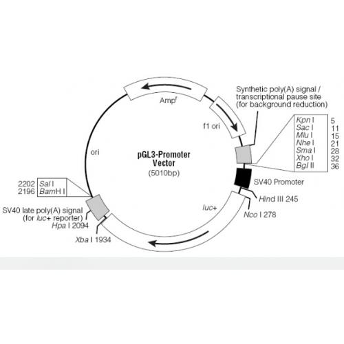 pGL3-Promoter