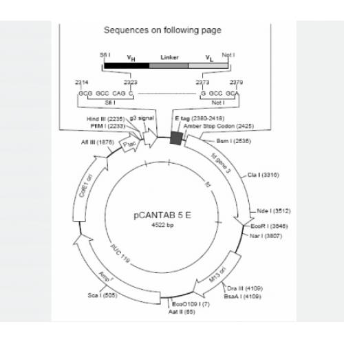 pCANTAB 5E
