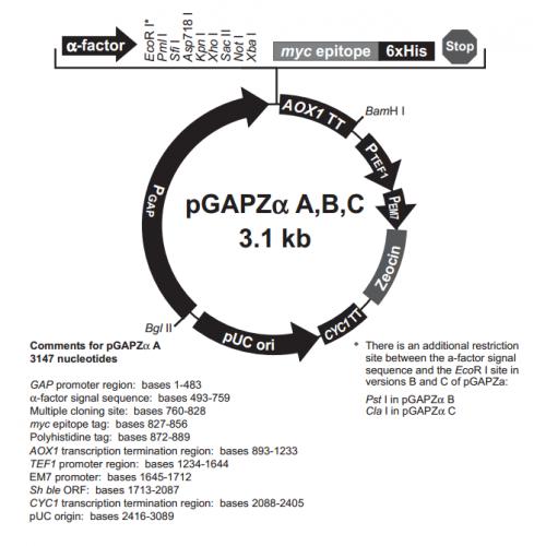 pGAPZα A