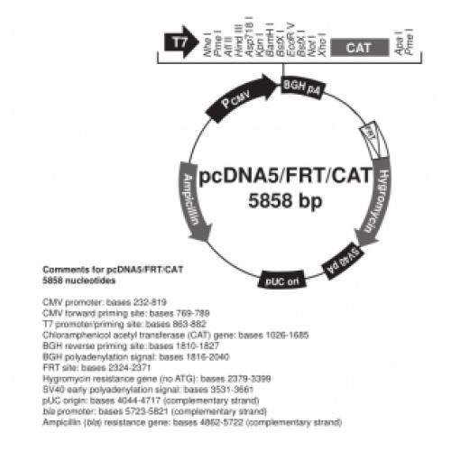 pcDNA5/FRT/CAT