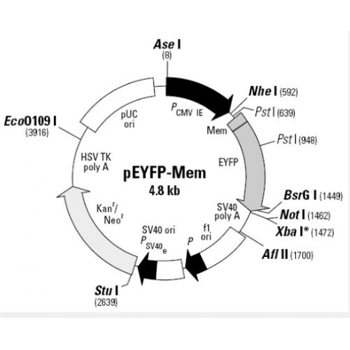 pEYFP-Mem