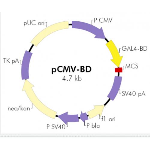 pCMV-BD