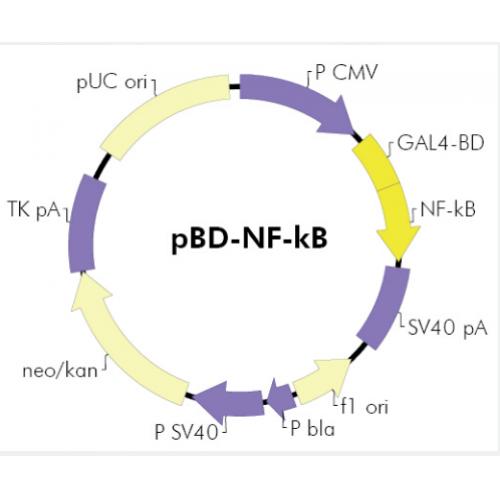 pBD-NF−κB