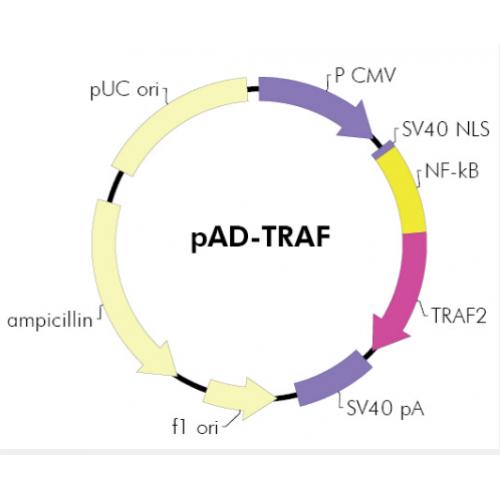 pAD-TRAF