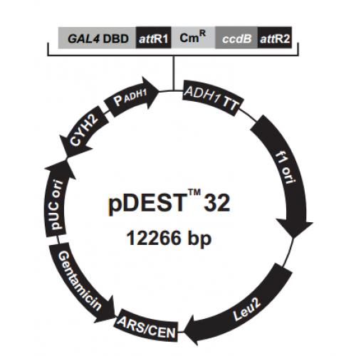 pDEST32