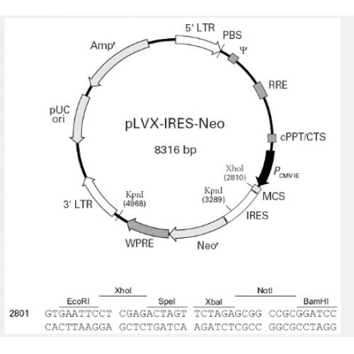 pLVX-IRES-neo