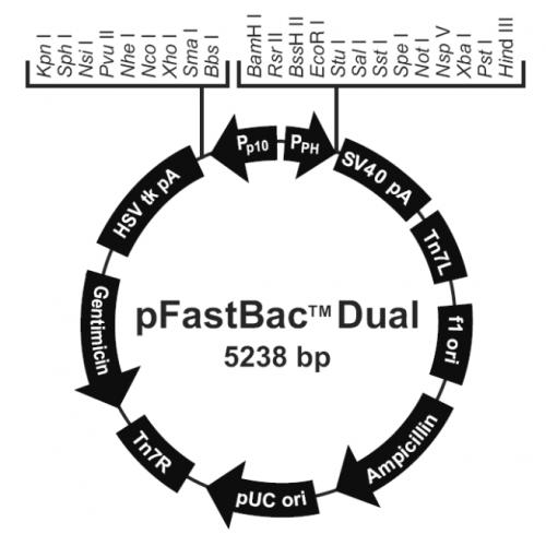 pFastBacDual