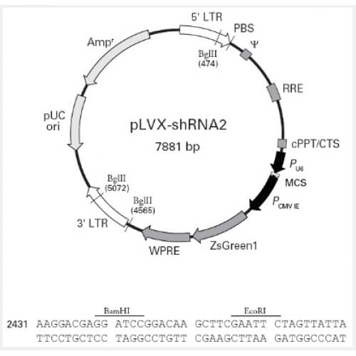 pLVX-shRNA2