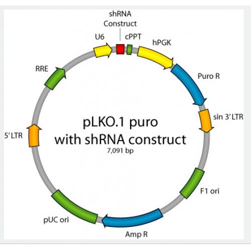 pLKO.1 puro