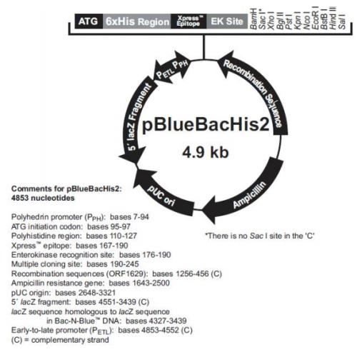 pBlueBacHis2 A