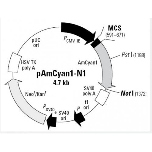 pAmCyan1-N1