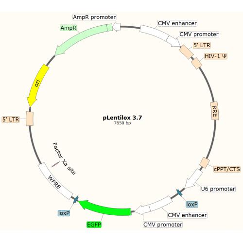 pLentilox 3.7