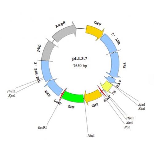 pLL3.7-RFP
