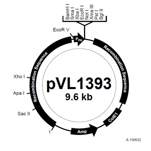 pVL1393