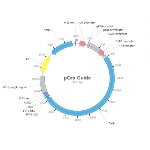 pCas-Guide