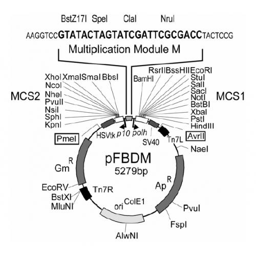 pFBDM