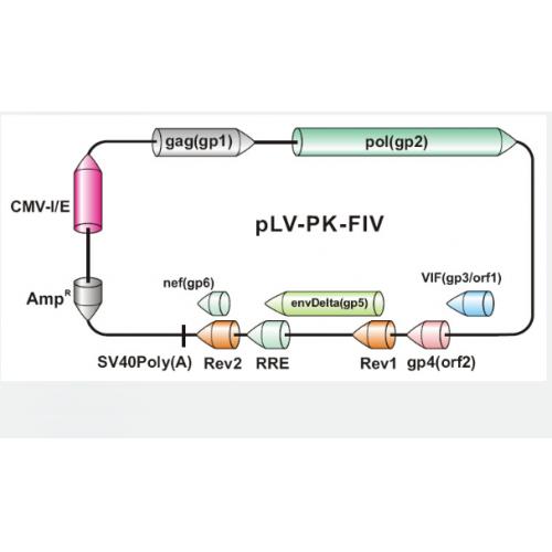 pLV-PK-FIV