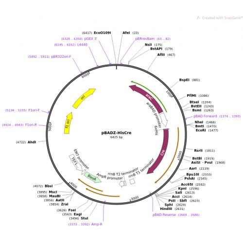 pBADZ-His6Cre